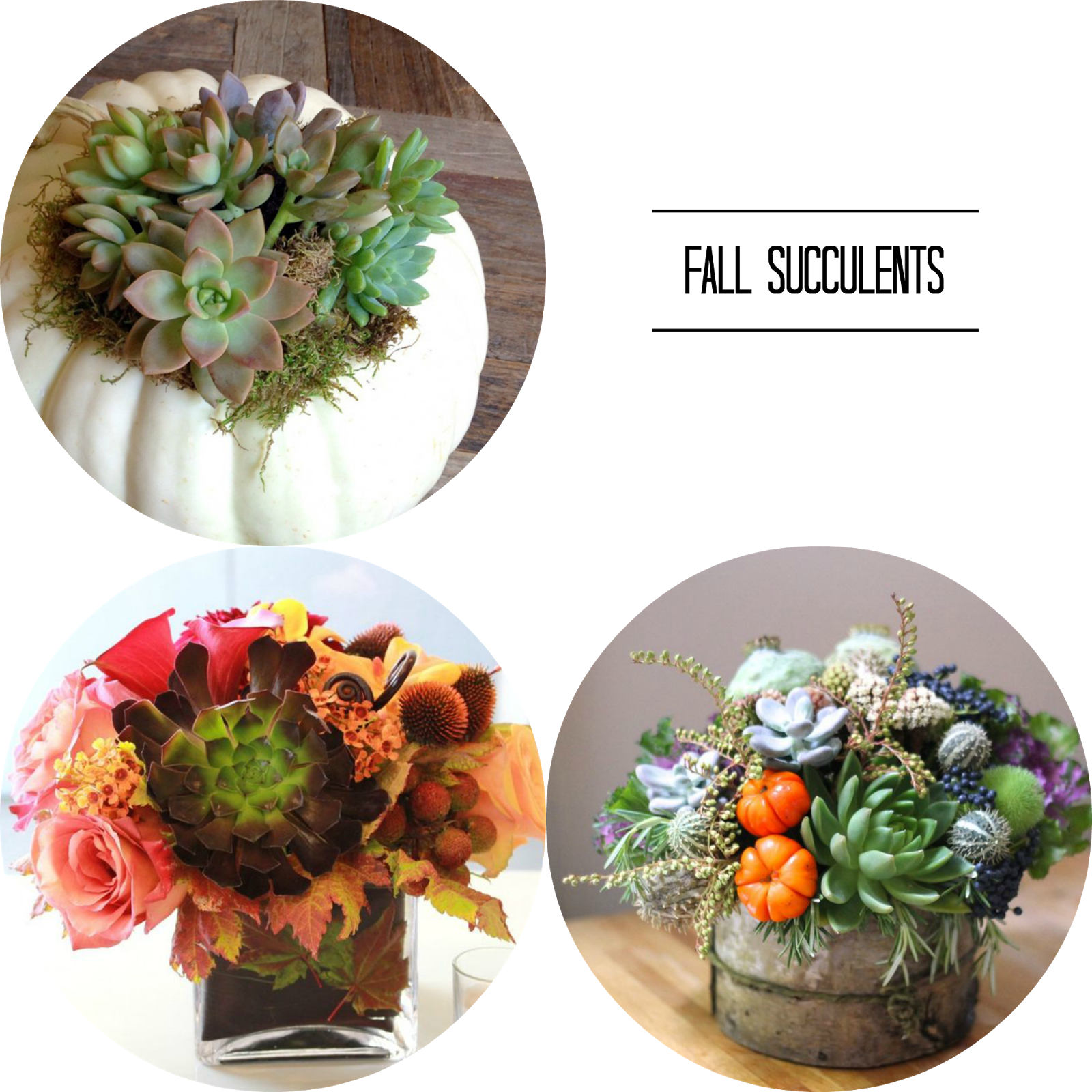 Fall Succulents - California (1600x1600), Png Download