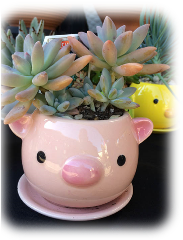 Image Of Two Succulents In A Pig Pot - Flowerpot (385x479), Png Download