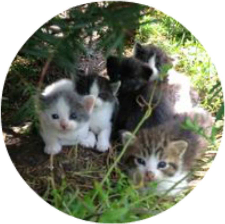 Kittens-outside - Cat (910x1213), Png Download