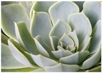 Succulent Plant (400x400), Png Download