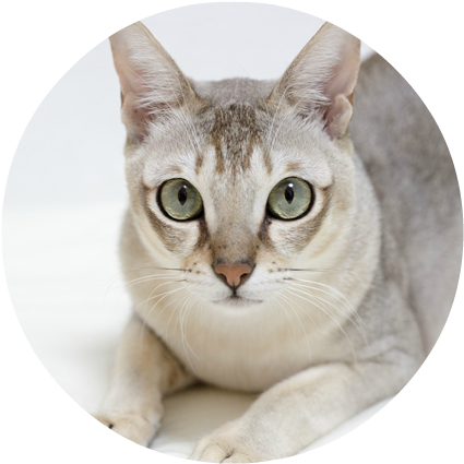 Singapura Cats And Kittens 5 - Singapura Cat (680x453), Png Download