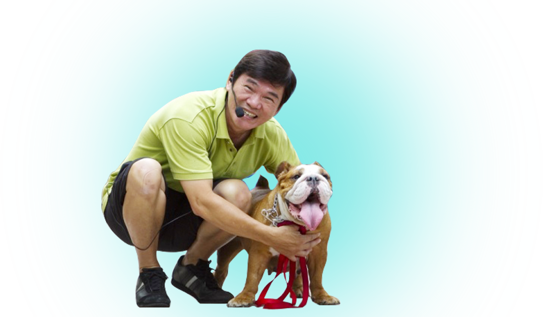 Patrick - Olde English Bulldogge (1078x629), Png Download