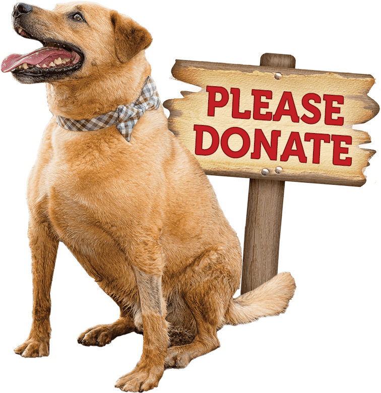 Cats And Kittens - Henry County Humane Society (818x837), Png Download