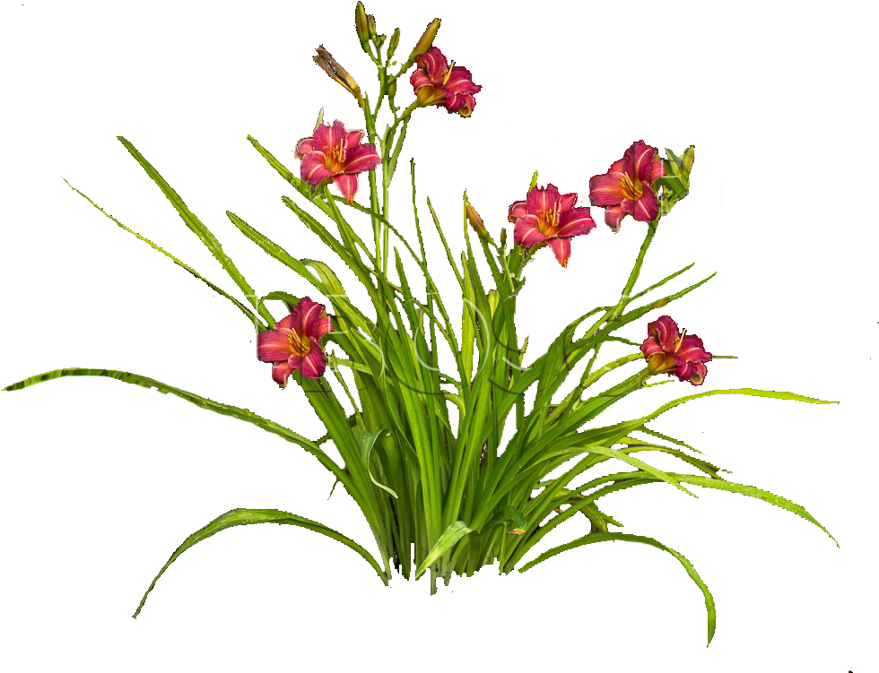 Лилейник Png - Daylily (1024x768), Png Download