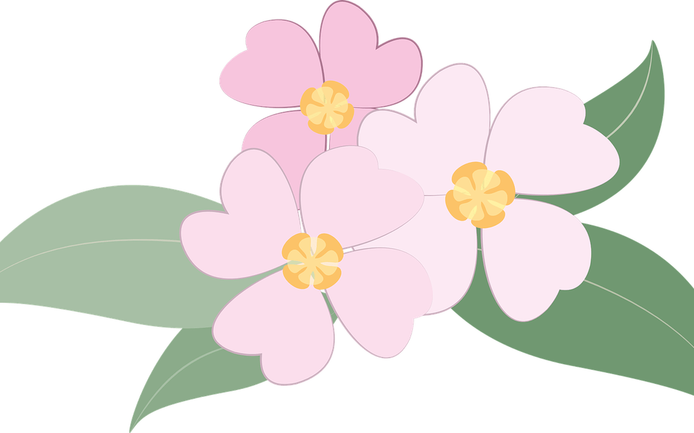 Collection Of Free Transparent Plants Pink Download - Impatiens (1368x855), Png Download