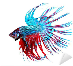 Betta Fish Closeup - Dragon Betta Fish (400x400), Png Download