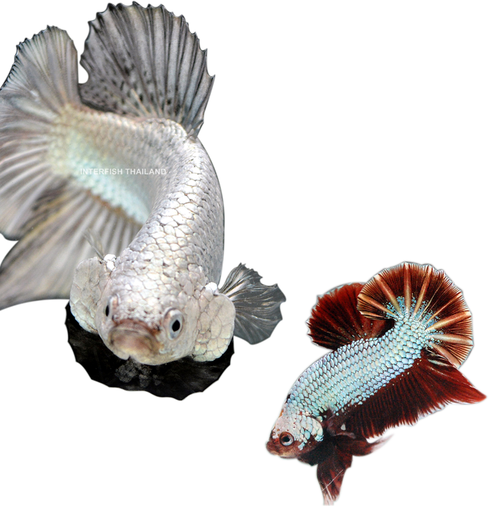 The Premium Betta Showroom @interfish Thailand - Home (710x735), Png Download