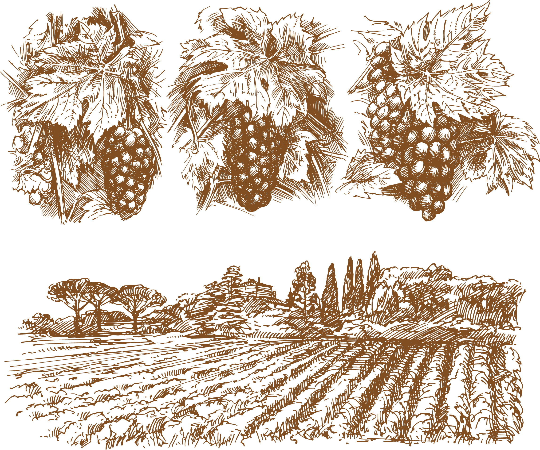 Wine Common Grape Vine Drawing - Grape Vines Illustration (2297x1917), Png Download