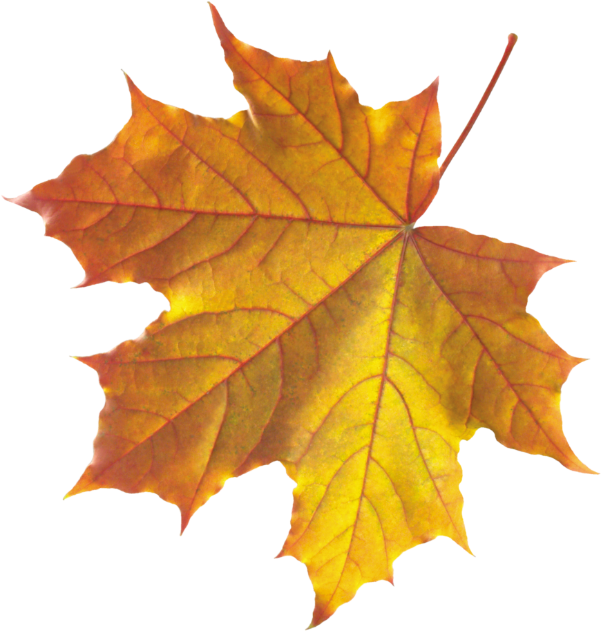 Free Png Autumn Leaf Png Images Transparent - Realistic Leaf Clip Art (480x483), Png Download