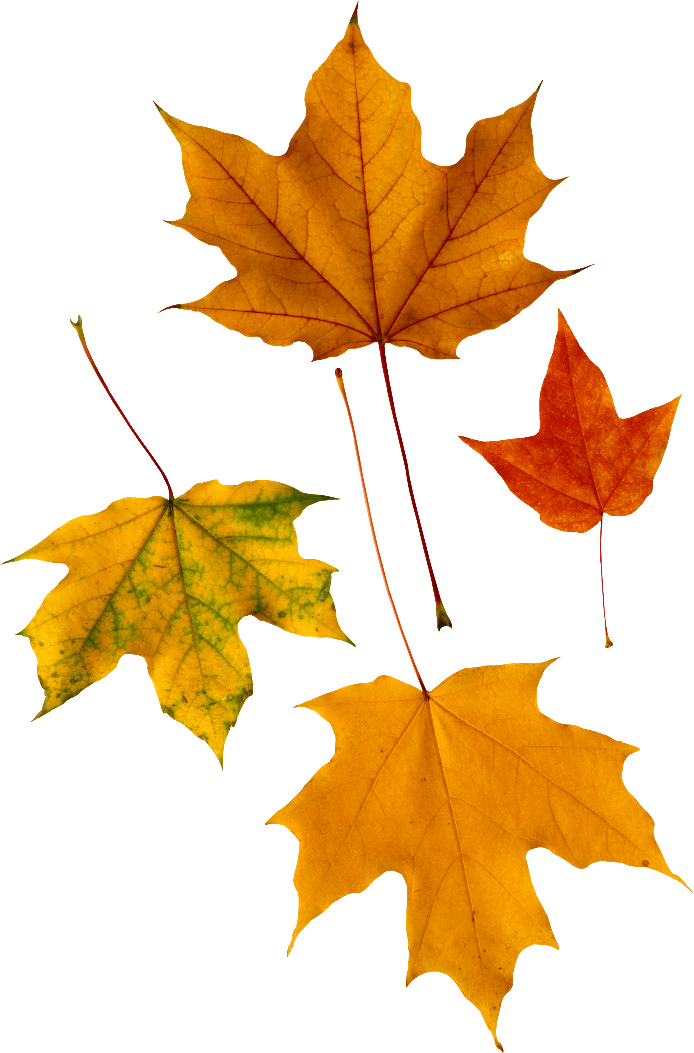 Autumn Png Leaf Png Image - Trend Enterprises Classic Accents Maple Leaves Variety/pk-discovery (2327x3532), Png Download