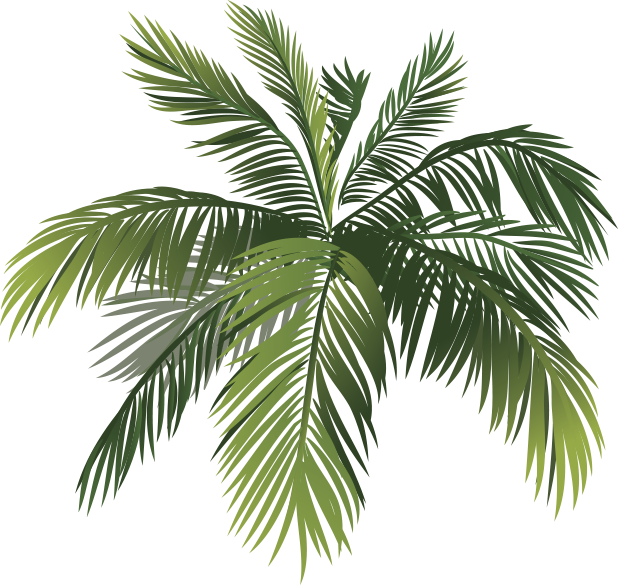 Attalea Speciosa (618x585), Png Download