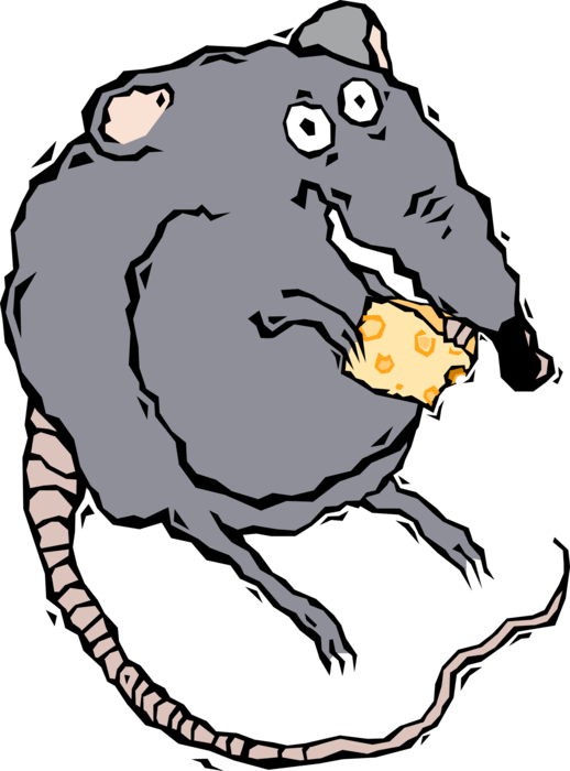 Vector Illustration Of Rodent Rat Eating Cheese (518x700), Png Download