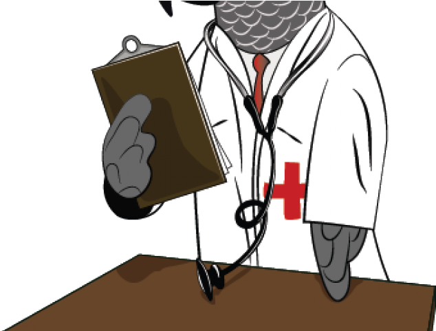 African Grey Parrot Clipart Doctor - Cartoon (640x480), Png Download