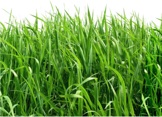 Lawn Clipart Top View - Green Background Png (640x480), Png Download