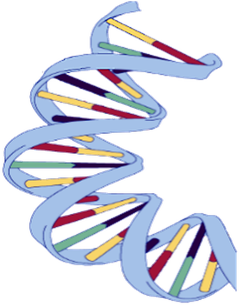 Dna Structure Clipart Wikipedia - Dna (780x988), Png Download