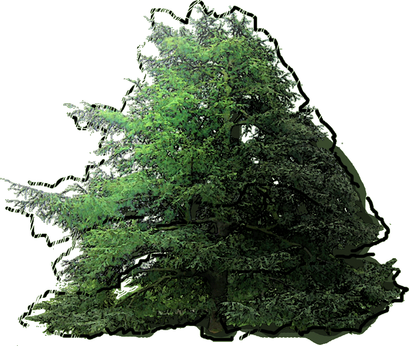 18 250192 Cedrus Deodara Jlwz 23 Jan 2019 - Christmas Tree (800x677), Png Download