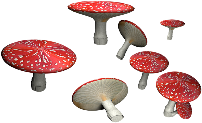 Amanita Muscaria Png Hd - Fly Amanita Transparent (800x500), Png Download
